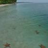 Estrelas do mar em Boca del Drago, praia de Isla Colón, em Bocas del Toro, no Panamá